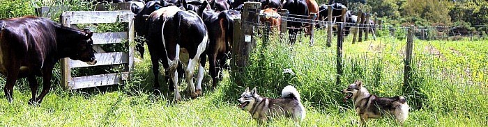 Our Dogs Herding, Ch Hockgardens Teddy (imp Sweden) and Ch Vallarity Foxtrot Bravo