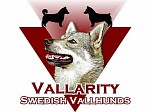 Vallarity Swedish Vallhunds