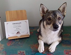 Certificate of achievement in Nosework