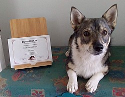 Ch Vallarity Aira Force - Certificate of achievement in Nosework