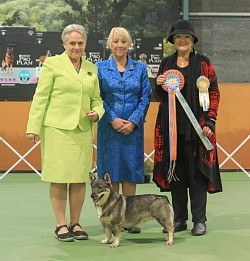 Ch Rusern Brynhildr Imp UK - Intermediate In Show