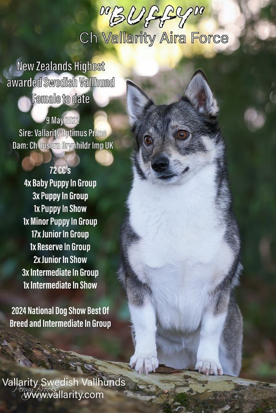 New Zealands highest awarded Swedish Vallhund Female to date