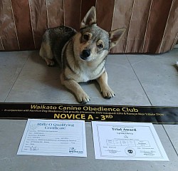 23 November 2025 - 3rd Rally O. Graded Excellent Novice Scenting