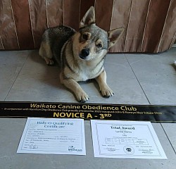 23.11.2025 - Detector Dog: Graded Excellent Novice Scenting