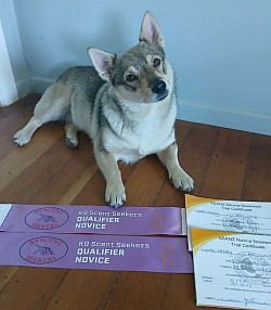 6 Feb 2026 - SSANZ 2x Qualifying Searches