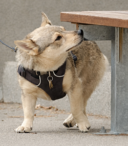 Scenting Search, working to odor