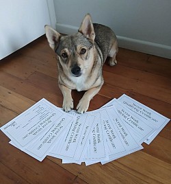 28 & 29 March 2026 - Dogs NZ Scent Work Qualifying Certificates