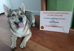 March 2026 - Qualified Novice Nosework Dog SSANZ