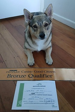 2 May 2026 - Canine Good Citizen Bronze Award