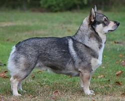 Oak - Working Dog