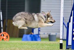 Who said Vallhunds can't fly?!