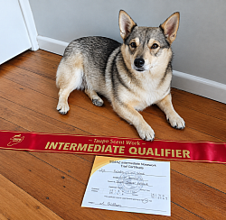 26.9.2026 - Qualified at her 1st Intermediate level trial