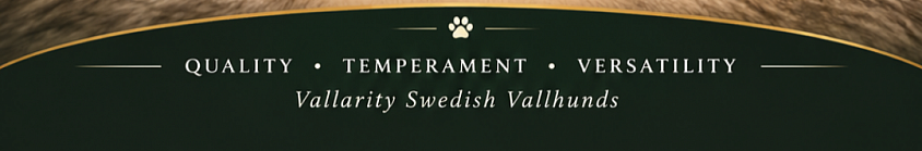 VSV