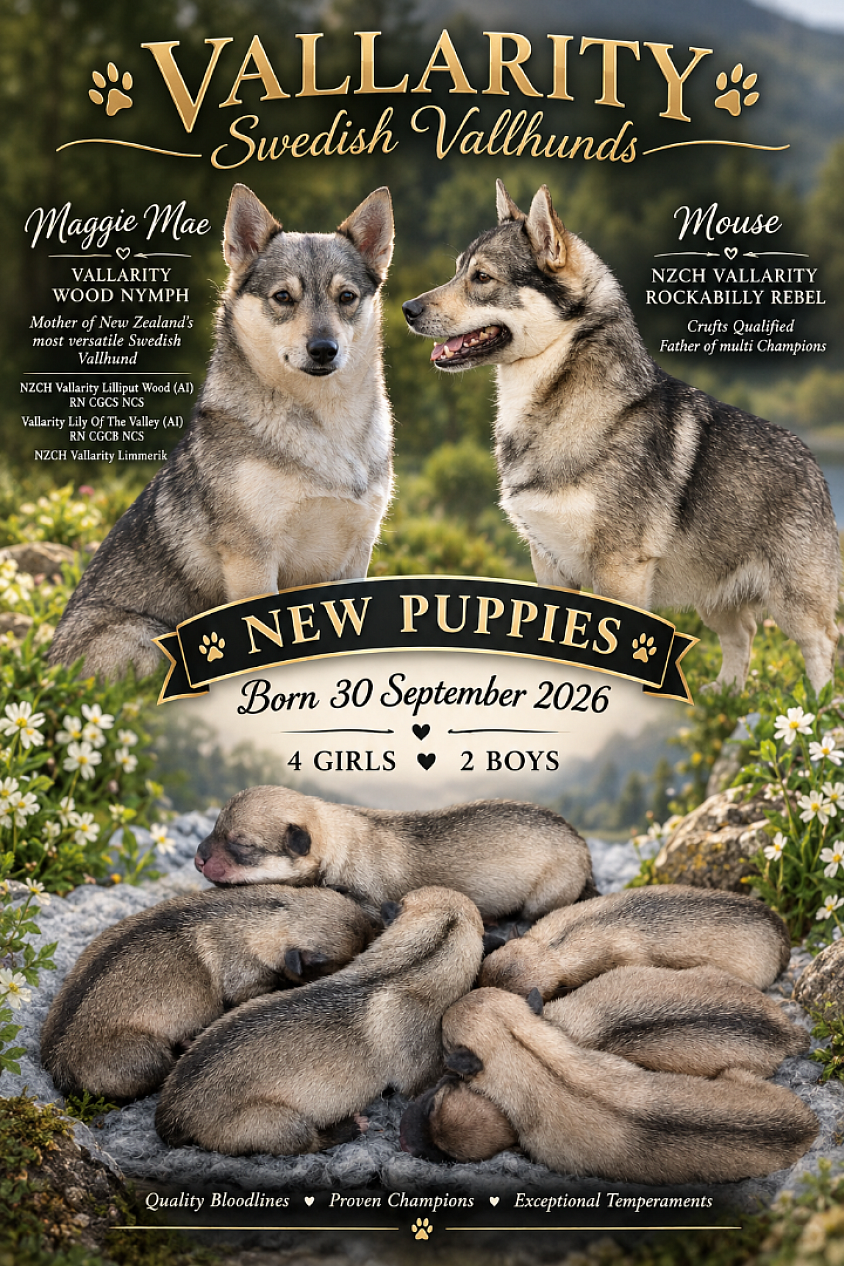 Puppies